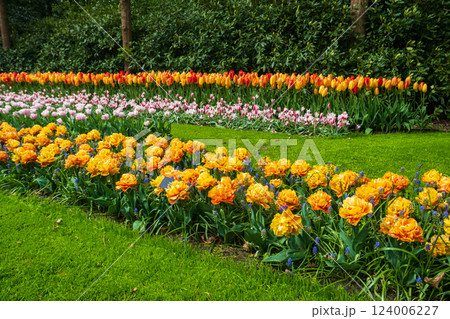 Colorful flowerbeds in Keukenhof tulip garden in Lisse, Netherlands. Keukenhof is the most beautiful spring garden in the world. Beautiful ornamental garden landscape at Lisse, Netherlands Colorful flowerbeds in Keukenhof tulip garden in Lisse, Netherlands. Keukenhof is the most beautiful spring garden in the world. Beautiful ornamental garden landscape at Lisse, Netherlands 124006227