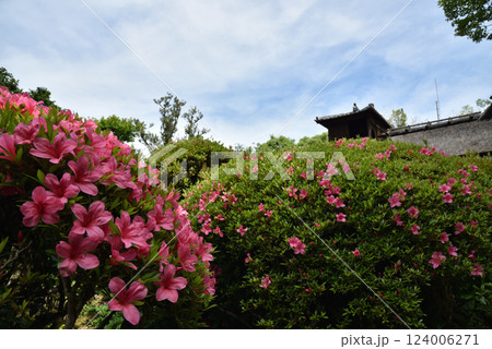 春の詩仙堂丈山寺 サツキと嘯月楼(京都市左京区) 春の詩仙堂丈山寺 サツキと嘯月楼(京都市左京区) 124006271