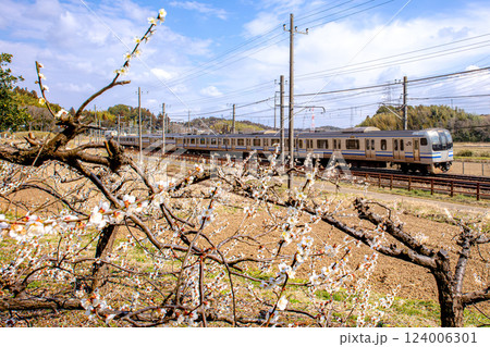 梅とE217系 梅とE217系 124006301