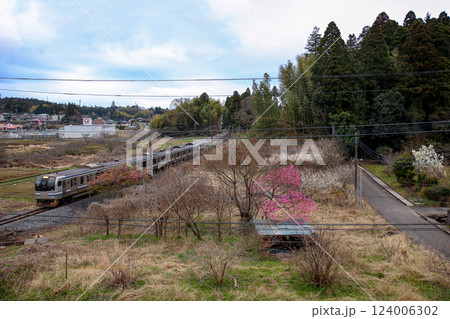 梅林とE217系 梅林とE217系 124006302