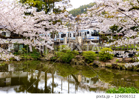 鎌倉の桜 鎌倉の桜 124006312