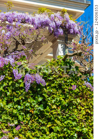 Wisteria sinensis, commonly known as the Chinese wisteria in bloom Wisteria sinensis, commonly known as the Chinese wisteria in bloom 124006353