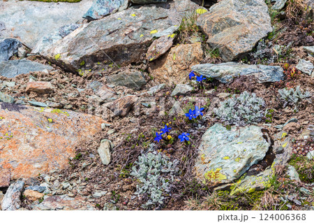 Bavarian Gentian (Gentiana bavarica) on a meadow in the Swiss Alps Bavarian Gentian (Gentiana bavarica) on a meadow in the Swiss Alps 124006368