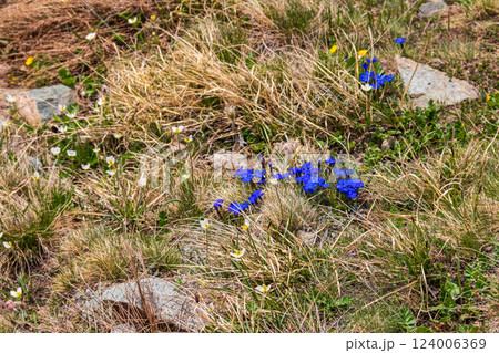 Bavarian Gentian (Gentiana bavarica) on a meadow in the Swiss Alps 124006369