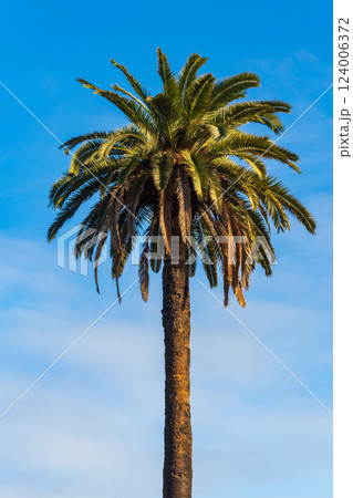 Palm tree on the blue sky background 124006372