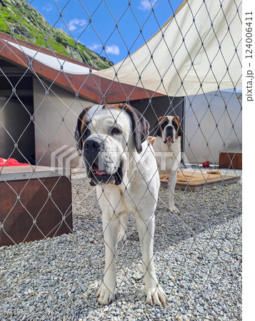 Saint Bernard dogs at breeding kennel at Great St. Bernard Pass, Switzerland Saint Bernard dogs at breeding kennel at Great St. Bernard Pass, Switzerland 124006411