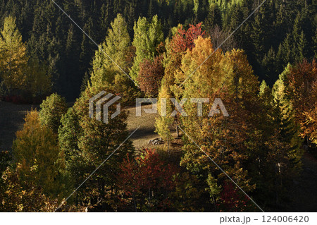 Footage of a forest full of trees decorated with autumn colors. 124006420