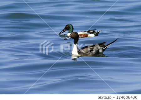 Image of northern pintail and northern shovel ducks Image of northern pintail and northern shovel ducks 124006430