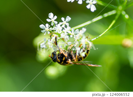 A wasp collecting nectar on white wildflowers A wasp collecting nectar on white wildflowers 124006552