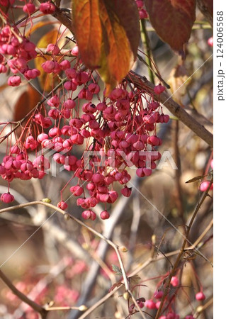 マユミの実・2025年1月 マユミの実・2025年1月 124006568