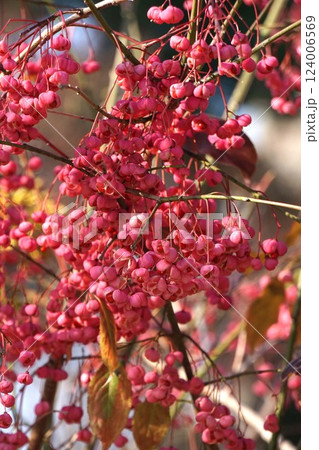 マユミの実・2025年1月 124006569