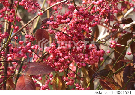 マユミの実・2025年1月 124006571