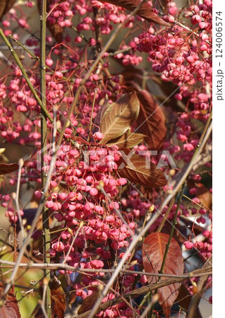 マユミの実・2025年1月 124006574