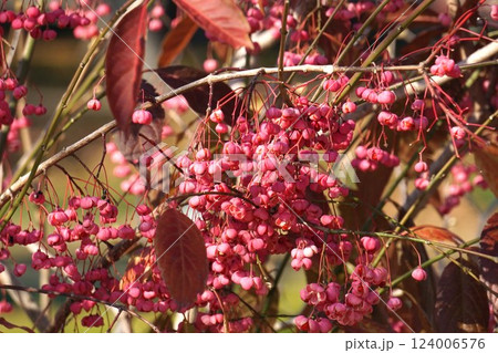 マユミの実・2025年1月 124006576