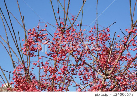 マユミの実・2025年1月 マユミの実・2025年1月 124006578