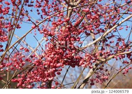 マユミの実・2025年1月 マユミの実・2025年1月 124006579