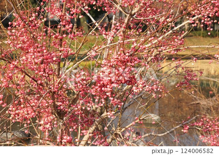 マユミの実・2025年1月 マユミの実・2025年1月 124006582