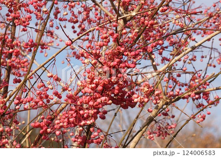 マユミの実・2025年1月 124006583