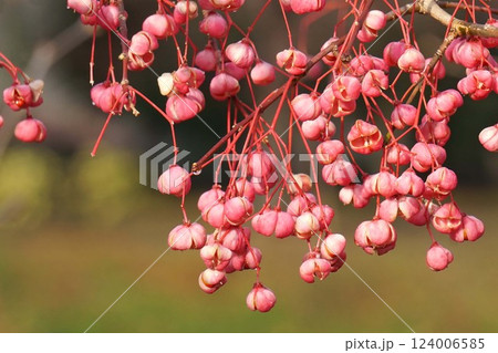 マユミの実・2025年1月 124006585