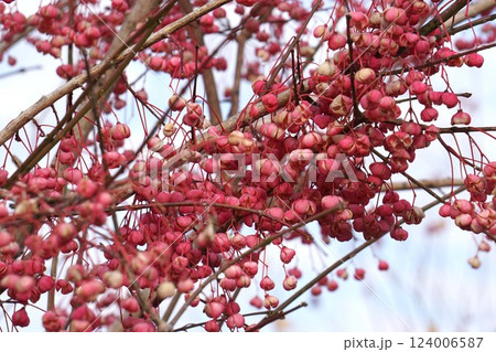 マユミの実・2025年1月 124006587