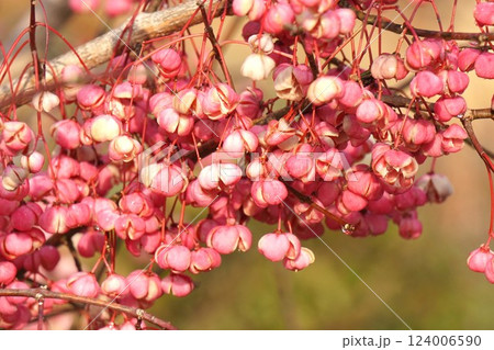 マユミの実・2025年1月 マユミの実・2025年1月 124006590