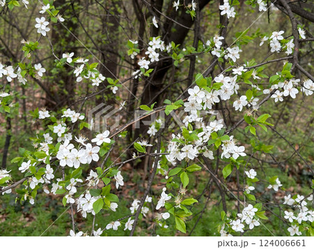 White blossoms covering tree branches in a spring season forest. Concept of renewal nature, growth and seasonal transformation White blossoms covering tree branches in a spring season forest. Concept of renewal nature, growth and seasonal transformation 124006661