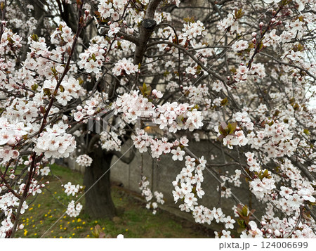 Dense white blossoms covering tree branches in spring. Concept of renewal nature, purity and natural beauty. Spring season 124006699