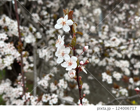 Dense white blossoms covering tree branches in spring. Concept of renewal nature, purity and natural beauty. Spring season 124006717