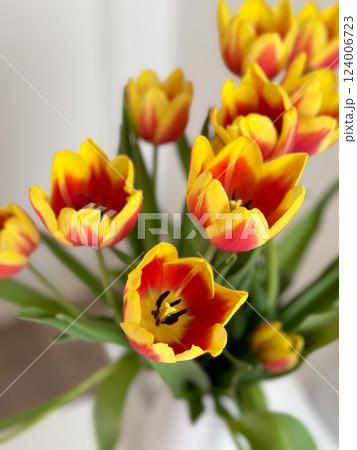 Close-up of vibrant tulip flowers with delicate petals. Concept of nature, beauty, and blooming 124006723