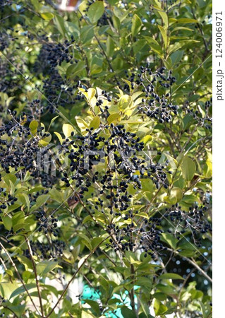 黒く熟したネズミモチの実・2025年2月 黒く熟したネズミモチの実・2025年2月 124006971