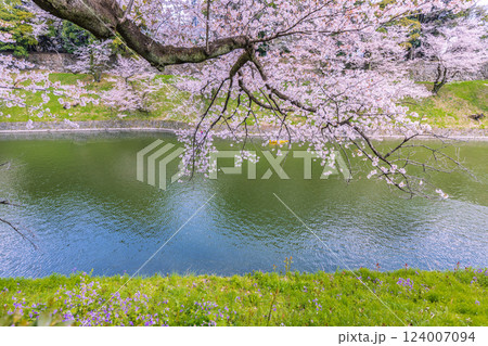千鳥ケ淵　満開の桜 124007094