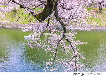 千鳥ケ淵 満開の桜 千鳥ケ淵 満開の桜 124007095