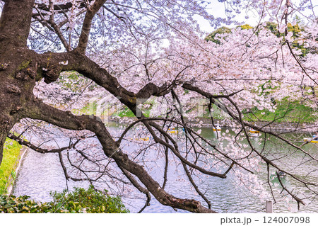千鳥ケ淵　満開の桜 124007098