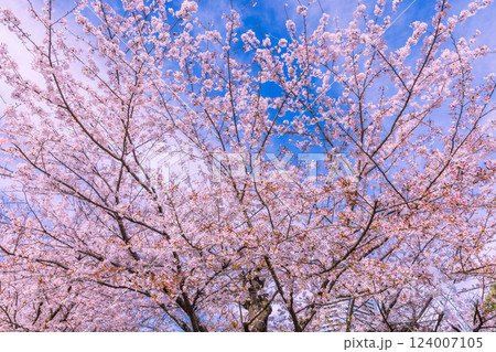 桜と空 124007105