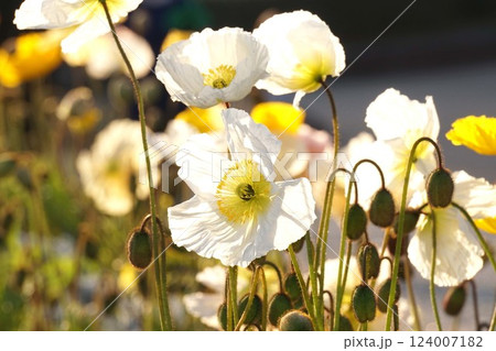 アイスランドポピーの花・2025年2月　 124007182