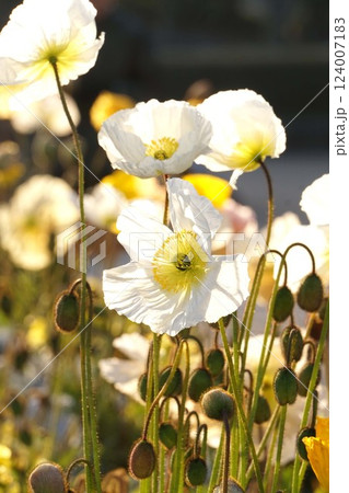 アイスランドポピーの花・2025年2月　 124007183