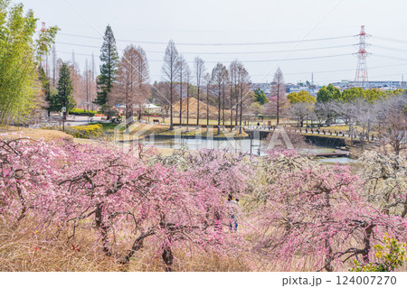 於大公園梅見の丘、満開のしだれ梅〈愛知県知多郡〉 於大公園梅見の丘、満開のしだれ梅〈愛知県知多郡〉 124007270