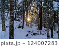 樹林帯からの夜明け 124007283