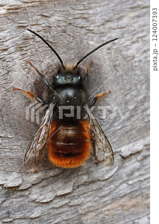 Closeup on a male European orchard mason bee, Osmia cornuta at the bee-hotel Closeup on a male European orchard mason bee, Osmia cornuta at the bee-hotel 124007393
