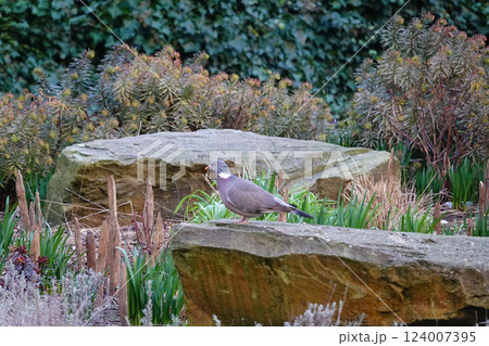Pigeon perched on a rock with lush greenery as backdrop, blending natural elements into a harmonious composition. Pigeon perched on a rock with lush greenery as backdrop, blending natural elements into a harmonious composition. 124007395