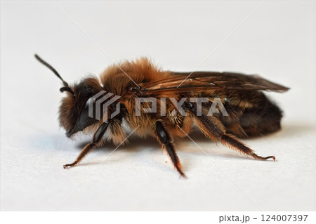 Closeup on a female Large Sallow mining bee, Andrena picata on white background Closeup on a female Large Sallow mining bee, Andrena picata on white background 124007397