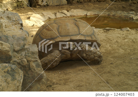 Giant Geochelone nigra tortoise resting near rocks and a small pond, showcasing its textured shell and weathered skin 124007403