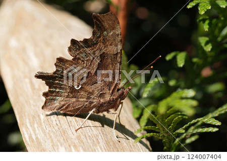 Closeup on a Map butterfly, Araschnia levana with closed wings in the garden 124007404