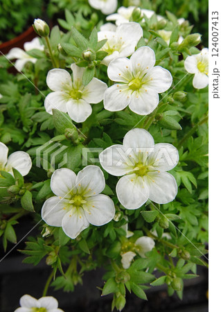 Close-up on a cluster of white saxifrage flowers with bright green foliage, captured in natural daylight. Close-up on a cluster of white saxifrage flowers with bright green foliage, captured in natural daylight. 124007413
