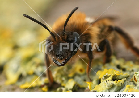 Closeup on a female Large Sallow mining bee, Andrena apicata on lichen covered wood 124007420