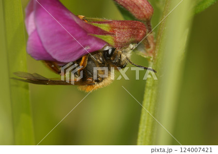 Closeup on a female Burbage mining bee, Andrena lathyri on it's host plant Closeup on a female Burbage mining bee, Andrena lathyri on it's host plant 124007421