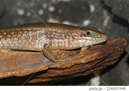 Closeup on an African red-sided skink, Mabuya perrotetii 124007446