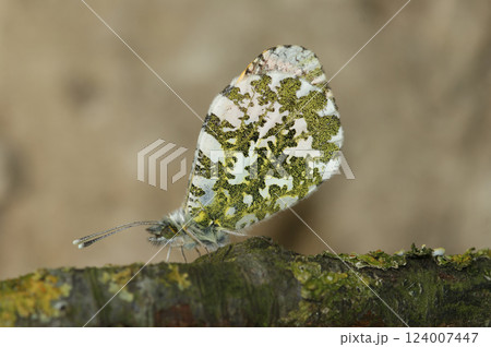 Closeup on an Orange-tip butterfly, Anthocaris cardamines on a twig 124007447