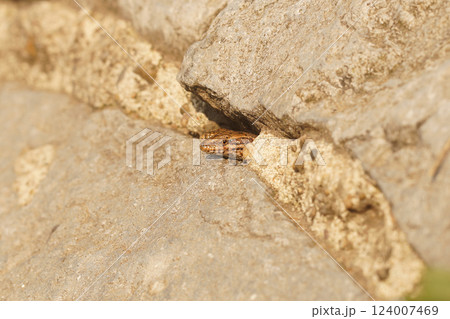 A lizard peeks out from its rocky crevice, blending in perfectly with the surrounding stone. 124007469