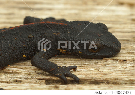 Closeup on a Chinese warty newt, Paramesotriton chinensis Closeup on a Chinese warty newt, Paramesotriton chinensis 124007473